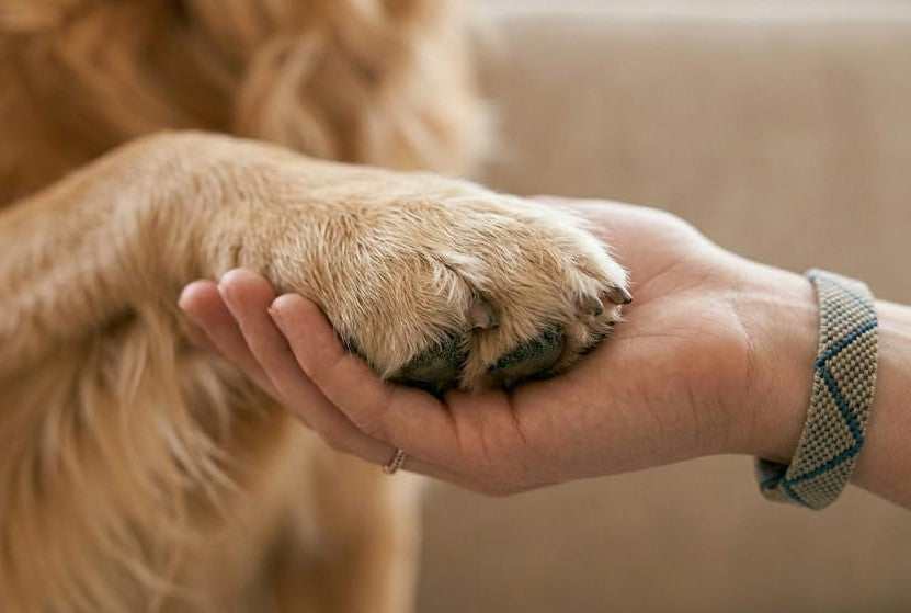 Bucketliste für Hunde