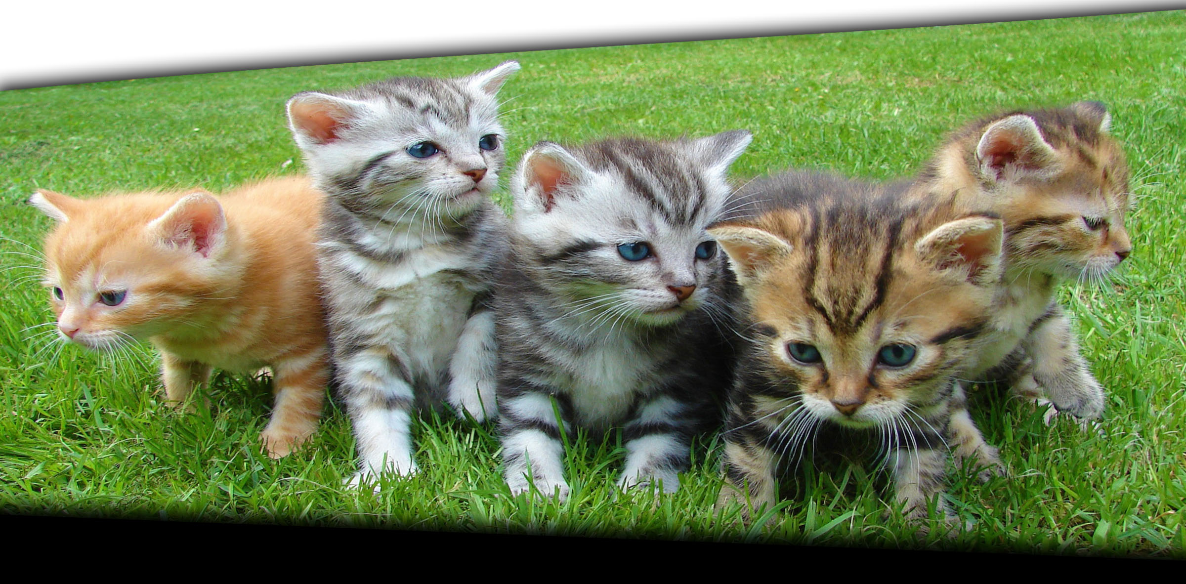 fünf kittens