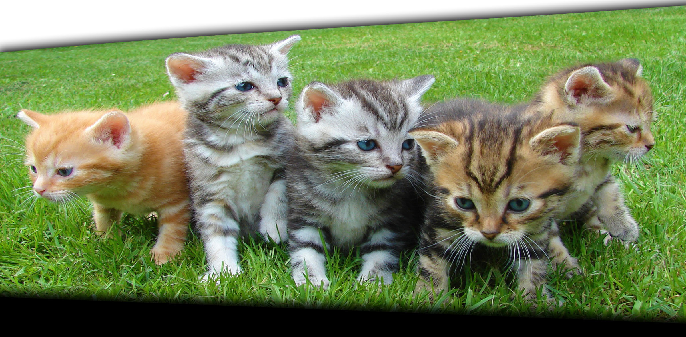fünf kittens fünf kittens
