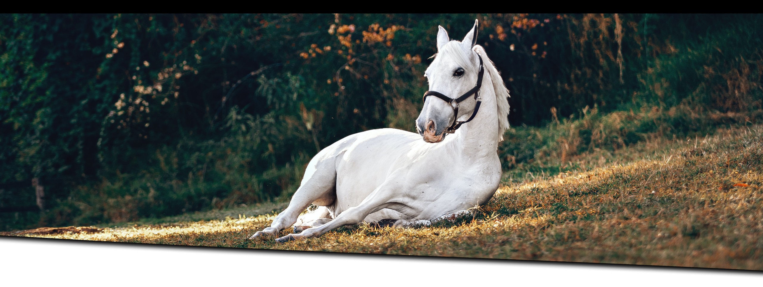 pferd liegend pferd liegend