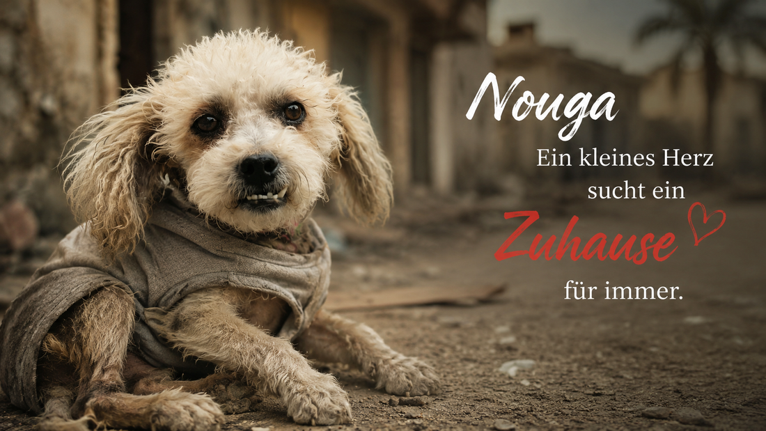 Nouga, ein kleines Herz sucht ein zu Hause - für immer!