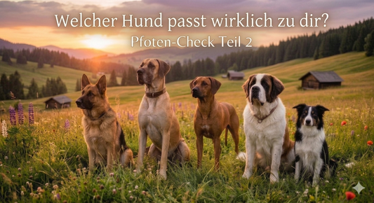 Pfoten-Check Teil 2: Von sanften Riesen und klugen Köpfen – Finde deinen Seelenhund