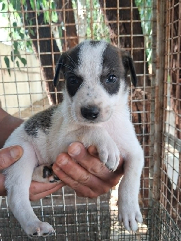 Mila/ Welpe Weibchen 3 Zwilling