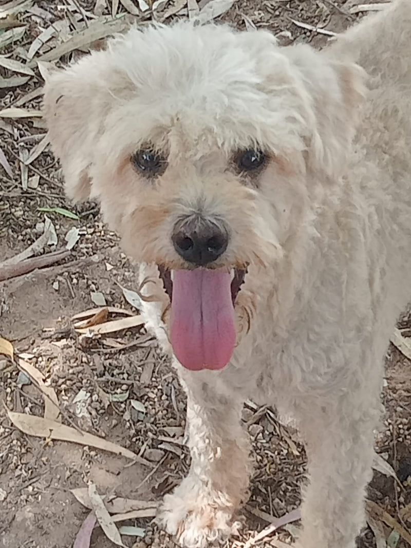 Balu