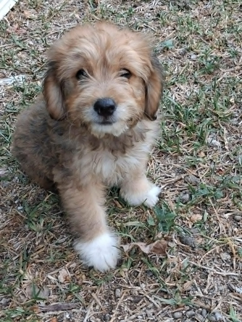 Buddy