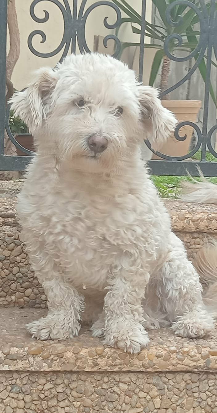 Simba-Bibo