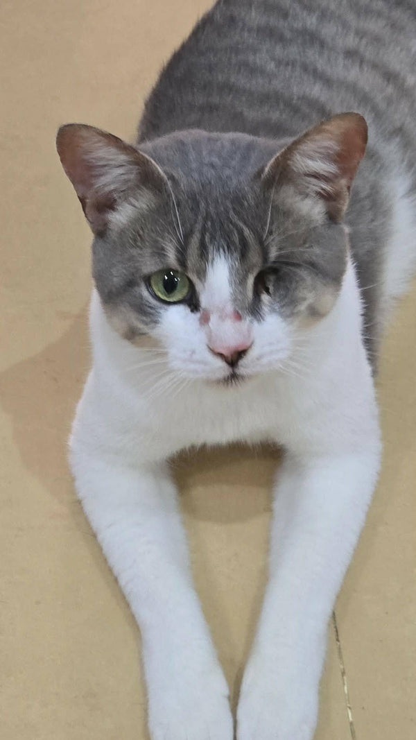 Zorro