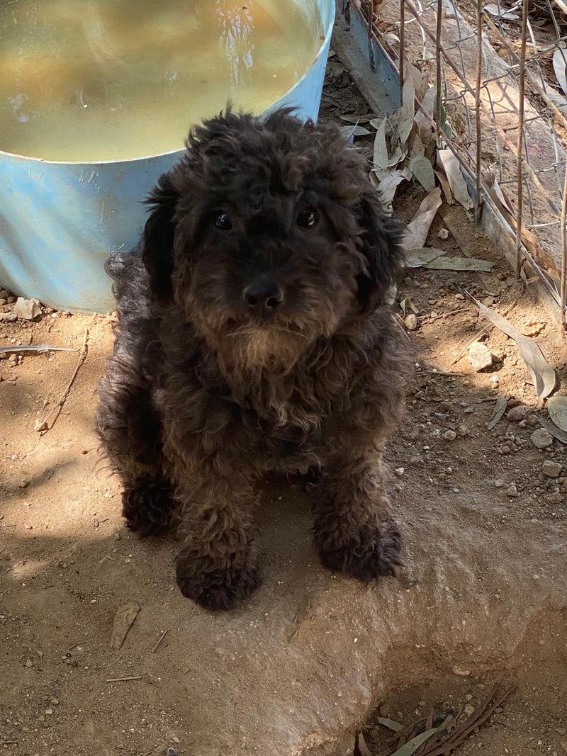 Blacky