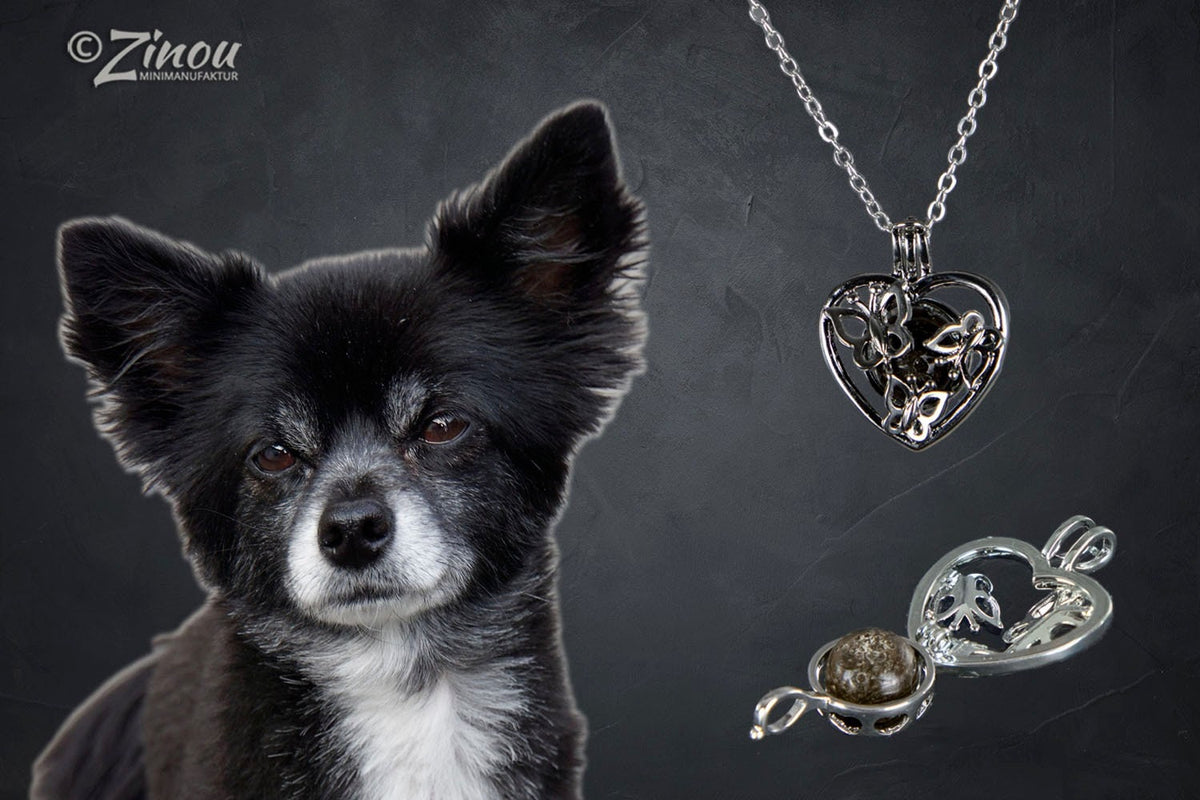 Silberner Engelsrufer Herz-Anhänger mit Fell-Perle neben schwarzem Chihuahua-Portrait, geöffneter Anhänger im Vordergrund – Tierhaarschmuck von Zinou Minimanufaktu
