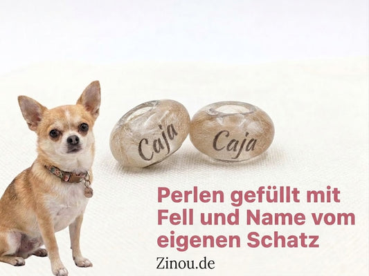 Zwei transparente Gedenkperlen gefüllt mit hellbraunem Tierfell und Namensaufdruck Caja, links ein sitzender Chihuahua und Text Perlen gefüllt mit Fell und Name vom eigenen Schatz Zinou.de