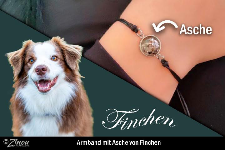 Soulmate-Armband mit Asche-Perle am Handgelenk getragen, neben Portrait von Australian Shepherd Finchen – Gedenkschmuck von Zinou Minimanufaktur